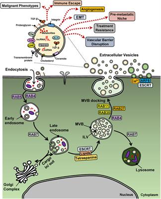 Extracellular Vesicles and Transforming Growth Factor β Signaling in Cancer